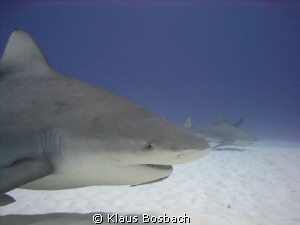 Bull shark with Playa scuba Dive Center by Klaus Bosbach 